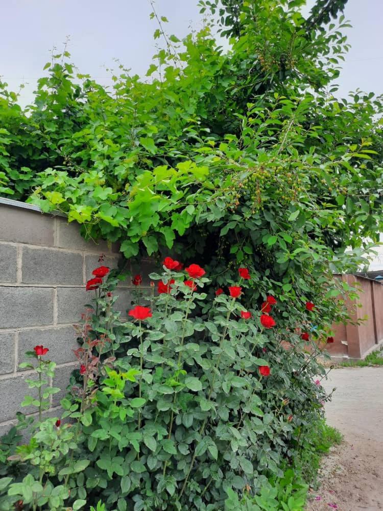 Homestay Jaisel Bishkek Exterior foto